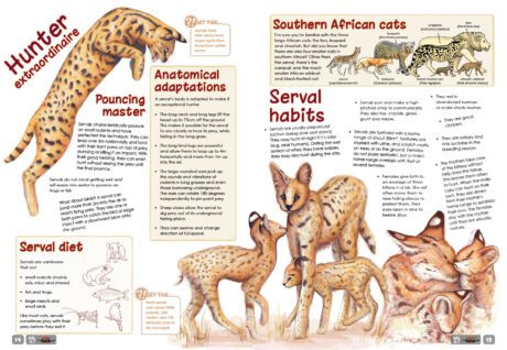 A spread of the Supernova Magazine about Servals