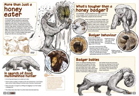 A spread of the supernova magazine about Honey Badgers