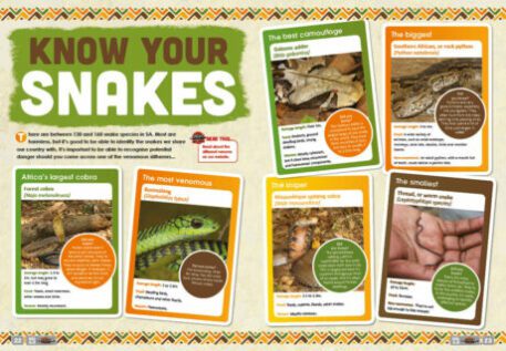 A spread of the supernova magazine about snakes